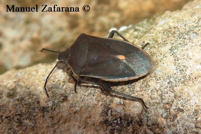 Pentatomidae: Brachynema germari della Sicilia (CT)